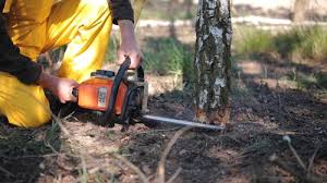 Trusted Grandville, MI  Tree Services Experts